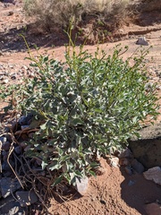 Encelia farinosa