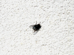 Protophormia terraenovae