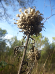 Leuzea conifera