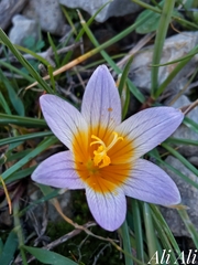 Romulea bulbocodium