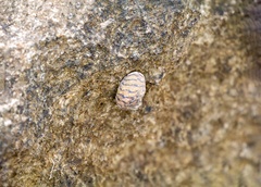 Nerita versicolor