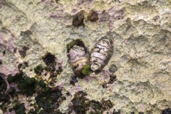 Acanthopleura granulata