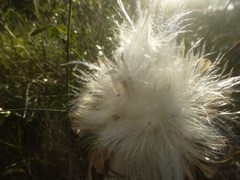 Leuzea conifera