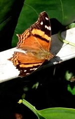 Hypanartia bella