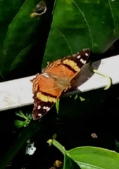 Hypanartia bella