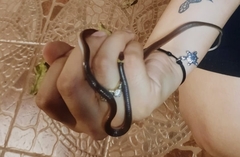 Enulius flavitorques