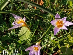 Romulea bulbocodium