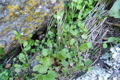 Cardamine dolichostyla