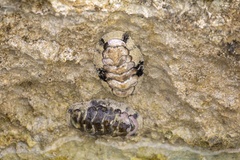 Acanthopleura granulata