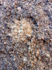 Protoblastenia rupestris