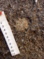 Protoblastenia rupestris