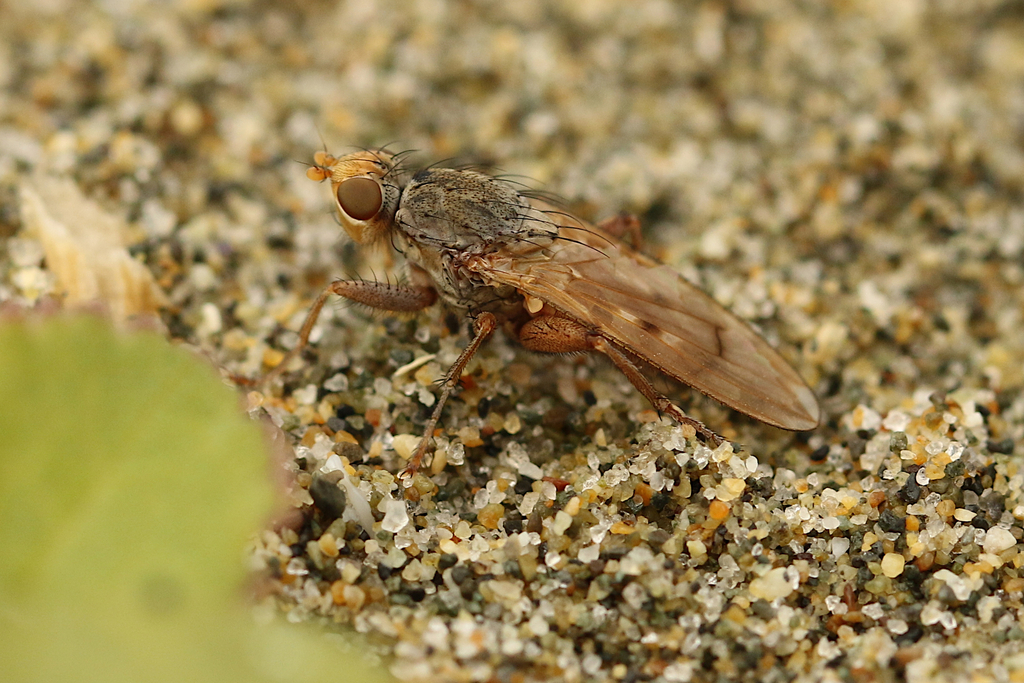 Anorostoma