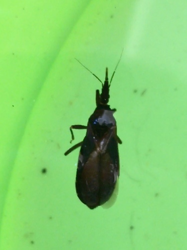 Western conenose