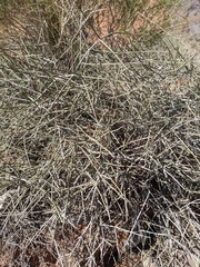 Ephedra nevadensis