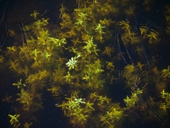 Callitriche palustris