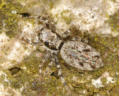 Salticus cingulatus