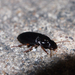 Harpalus sinicus - Photo (c) Sunnetchan, some rights reserved (CC BY-NC-ND), uploaded by Sunnetchan
