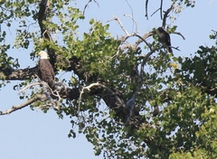 Buteo jamaicensis