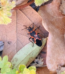 Lygaeus kalmii angustomarginatus