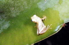 Afrixalus brachycnemis