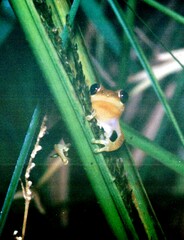 Afrixalus brachycnemis