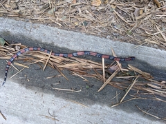 Lampropeltis micropholis