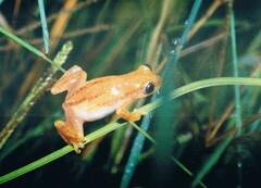 Afrixalus brachycnemis