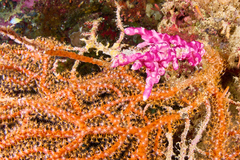 Didemnum membranaceum