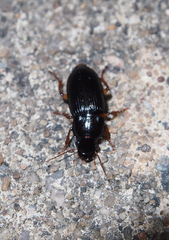 Harpalus sinicus