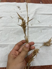 Dichanthelium scabriusculum