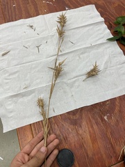 Dichanthelium scabriusculum