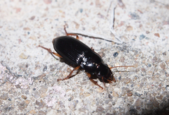 Harpalus sinicus