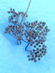 Achillea millefolium borealis