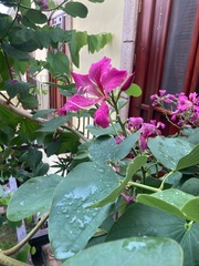 Bauhinia purpurea