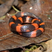 Loranca's Earth Snake - Photo (c) Esaú Valdenegro-Brito, some rights reserved (CC BY-NC-SA), uploaded by Esaú Valdenegro-Brito