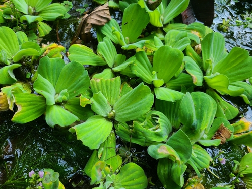 Water Lettuce