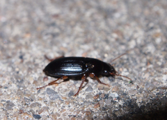 Harpalus sinicus