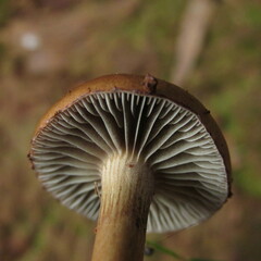 Stropharia semigloboides