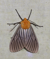 Pseudischnocampa nervosa