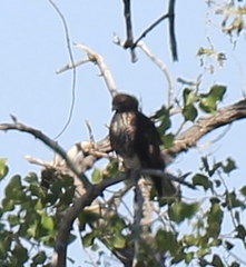 Buteo jamaicensis