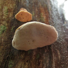 Truncospora ochroleuca