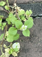 Stellaria media