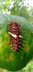 Troides minos