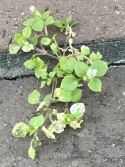 Stellaria media