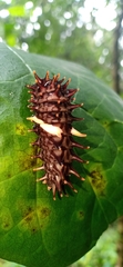 Troides minos