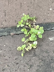 Stellaria media