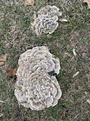 Trametes versicolor