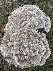 Trametes versicolor