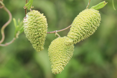 Tabernaemontana catharinensis