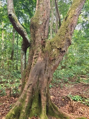 Sacoglottis gabonensis